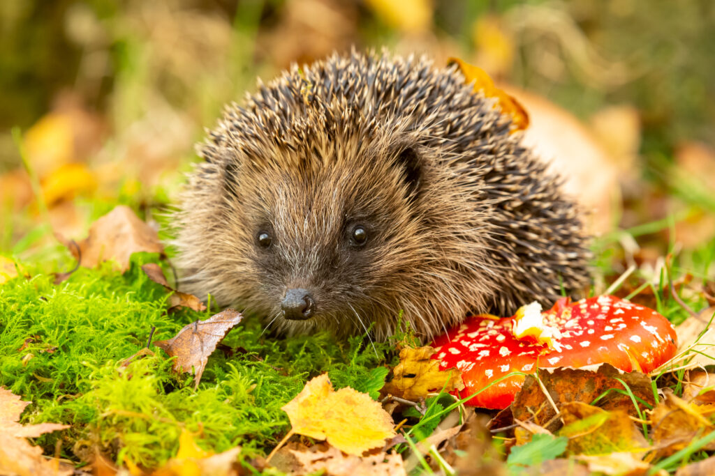 Hedgehog