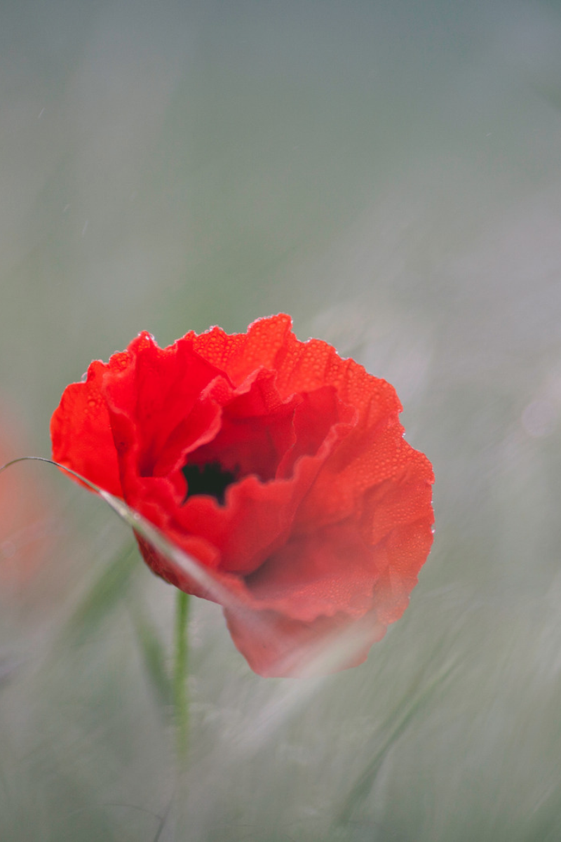 Remembrance Day